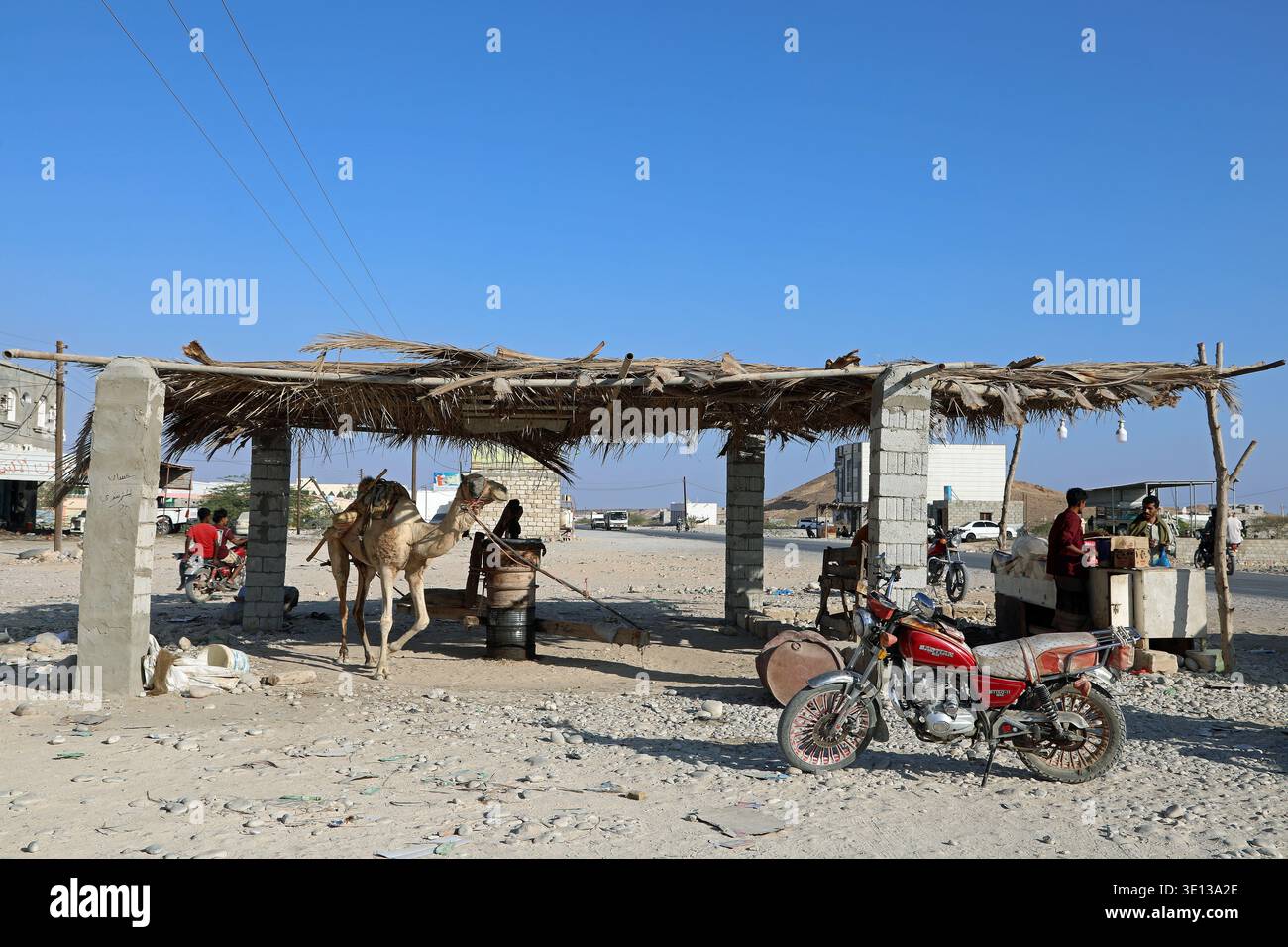 Produzione su strada di olio di sesamo utilizzando un cammello bendato per camminare in cerchi di macinazione dei semi Foto Stock