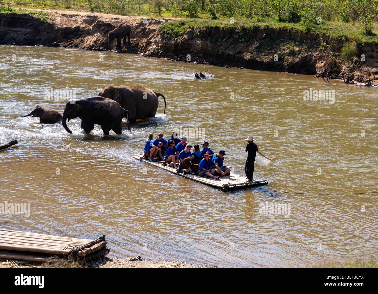 I turisti amano interagire con gli elefanti asiatici (Elephas maximus) in un santuario degli elefanti lungo il fiume Mae Taeng, a nord di Chiang mai, Thailandia. Foto Stock