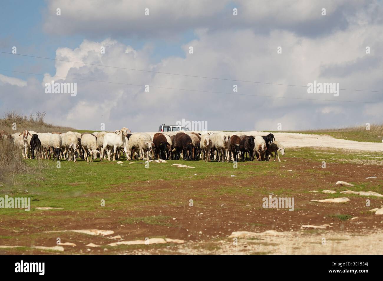 Gruppo di capre e pecore in piedi su Farm Ground Foto Stock