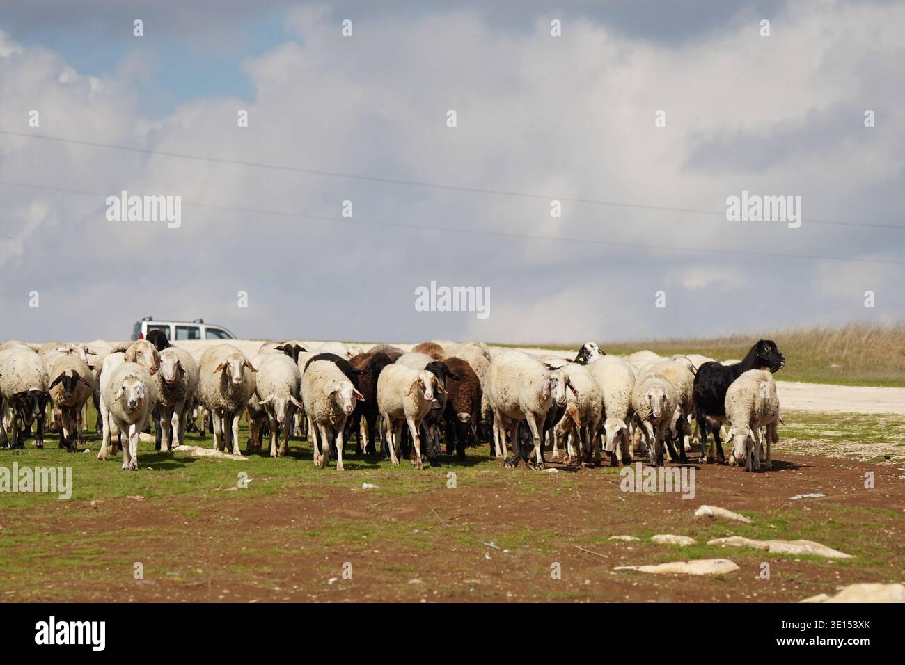 Gruppo di capre e pecore in piedi su Farm Ground Foto Stock
