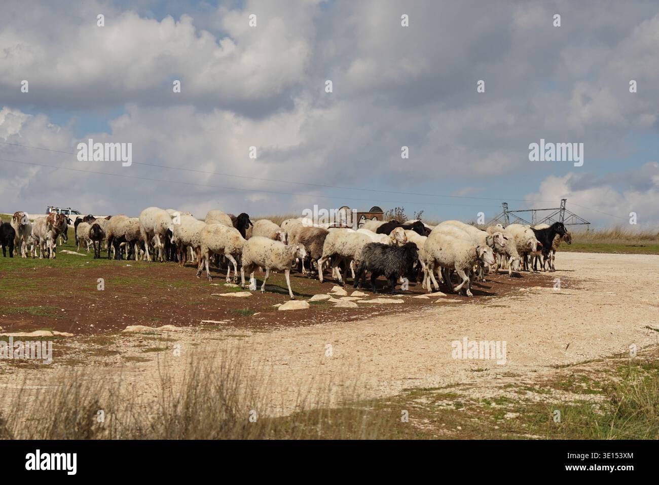 Gruppo di capre e pecore in piedi su Farm Ground Foto Stock