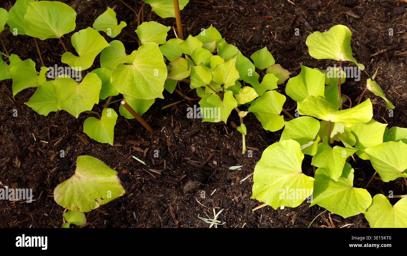 Primo piano delle foglie verde chiaro a forma di cuore della tuberosa verdura Ipomoea batatas Sweet Potato Treasure Island Makatea. Foto Stock