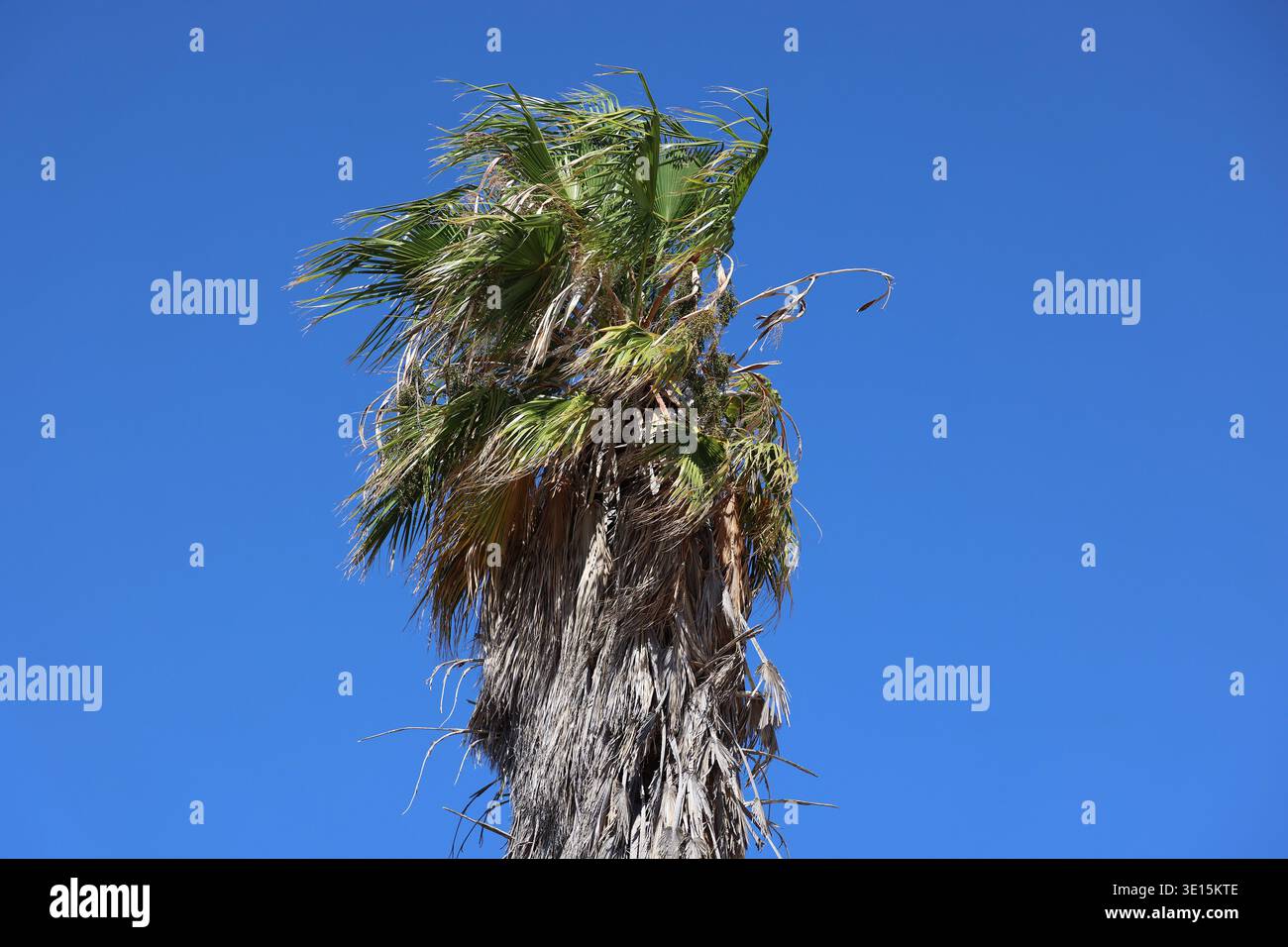 Primo piano delle foglie malate dell'alta palma in crescita, vista contro un cielo blu. Foto Stock