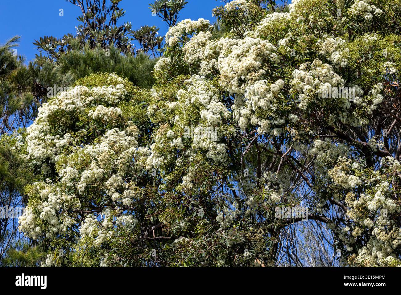 Legno di sangue rosso australiano in boccioli e fiori Foto Stock