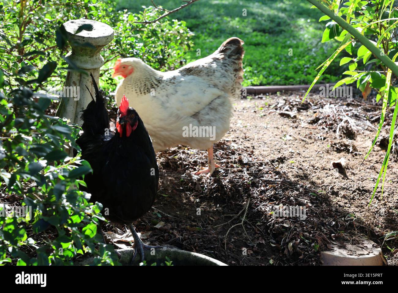 Polli raccolti intorno a una ciotola d'acqua in un giardino con vegetazione e luce solare Foto Stock