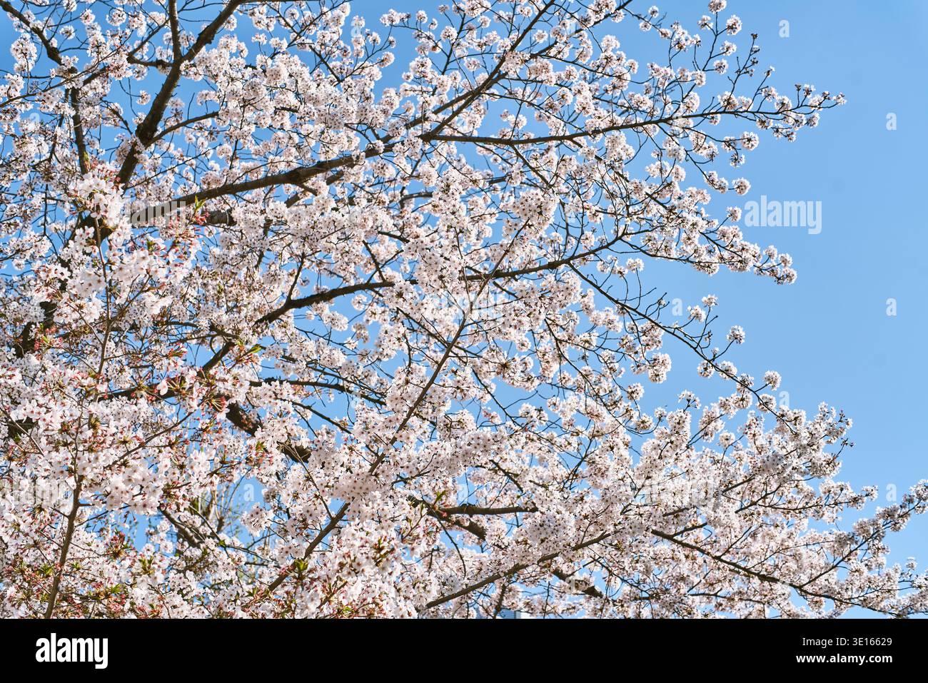 Rami di ciliegio in fiore che riempiono il telaio in primavera. Foto Stock