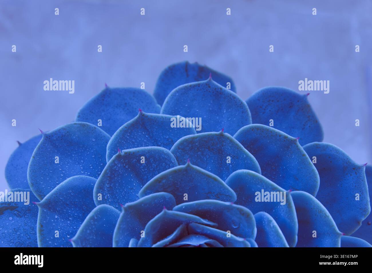Primo piano artistico della succulenta rosetta blu a strati Foto Stock