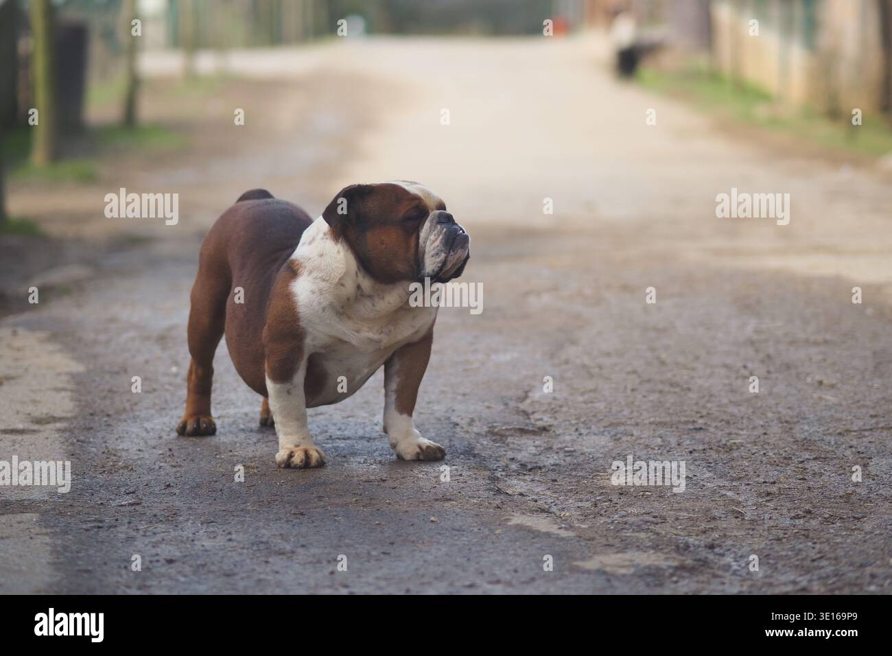 Bulldog si trova su una strada sterrata vicino ad alcuni edifici. concetto di cane perduto Foto Stock