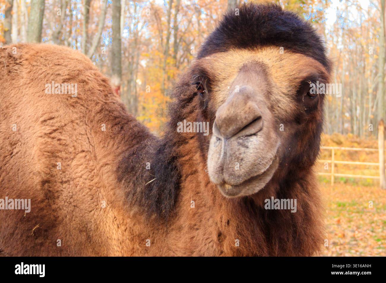 Grande cammello con la guglia marrone in una fattoria di paddock Foto Stock