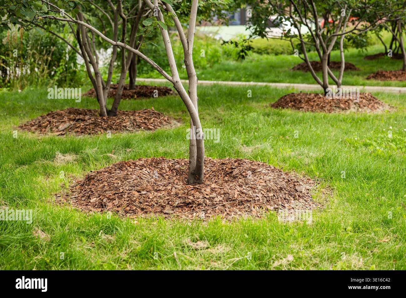 Pacciamatura di alberi in un parco verde per la salute del suolo e la conservazione dell'umidità Foto Stock
