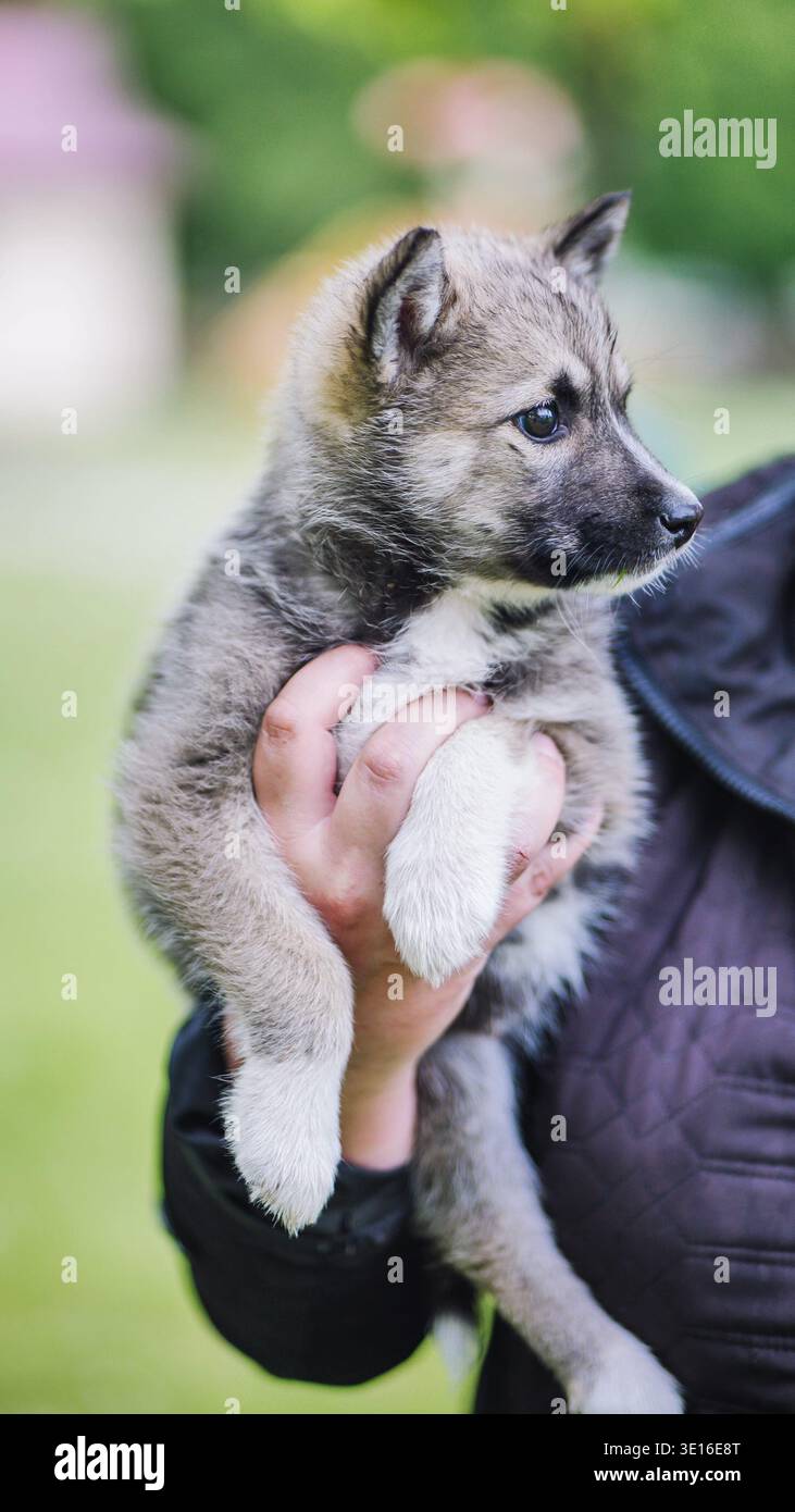 Adorabile cucciolo di cross husky che esplora il nuovo mondo all'aperto a braccia umane Foto Stock