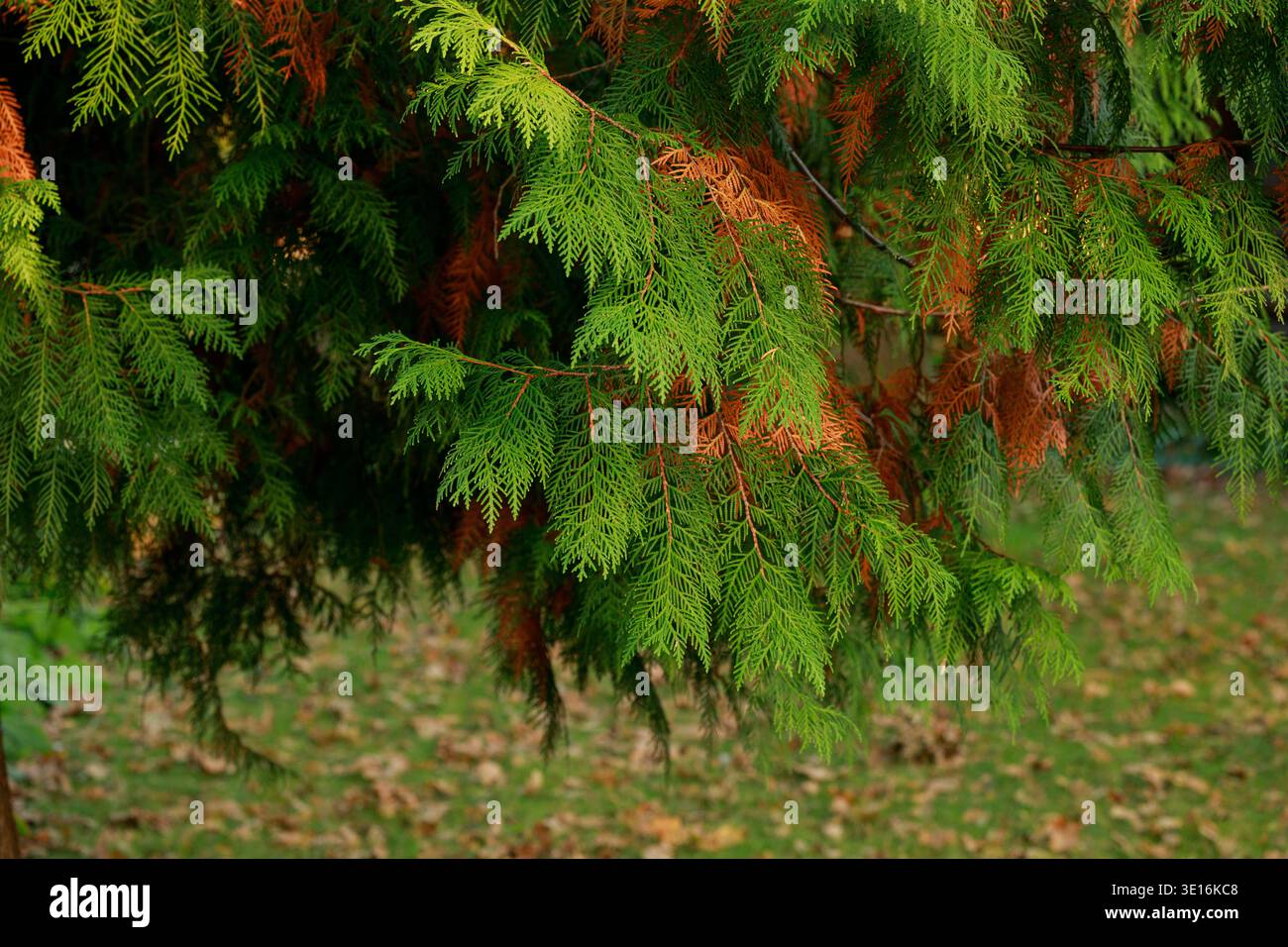 Vista dettagliata dei rami di cedro che mostrano un verde vivace e un fogliame marrone secco su una copertura sfocata in autunno Foto Stock