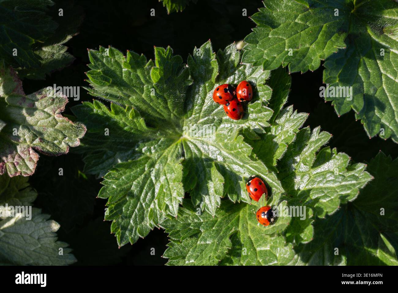 Un gruppo di sette coccinelle, Coccinella 7-punctata, all'aperto su una foglia di geranio a marzo all'inizio della primavera. Cambridge, Inghilterra, Regno Unito Foto Stock