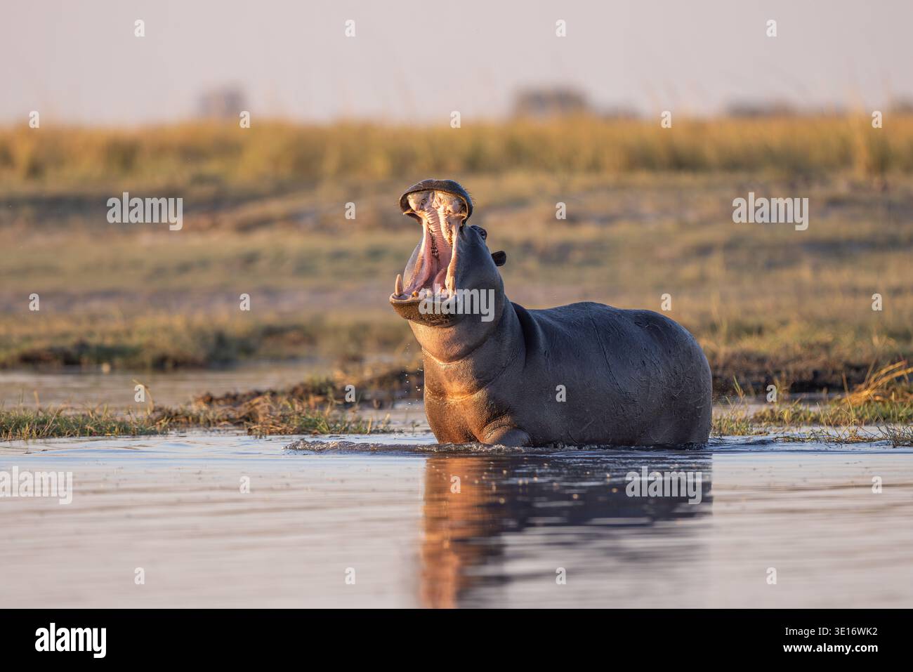 Un grande ippopotamo (Hippopotamus) sbadigliava ampiamente nell'acqua, mostrando i suoi enormi denti e mascelle, il fiume Chobe, il Botswana. Foto Stock