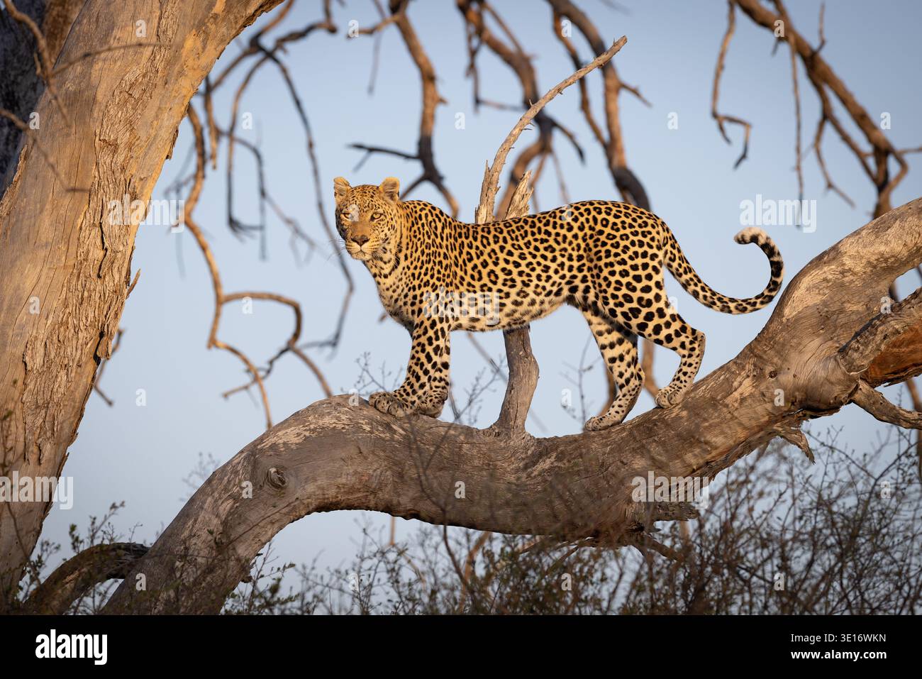 Un leopardo in piedi su un fitto ramo di albero, che guarda sul paesaggio di Savuti, il Parco Nazionale del Chobe, Botswana. Foto Stock