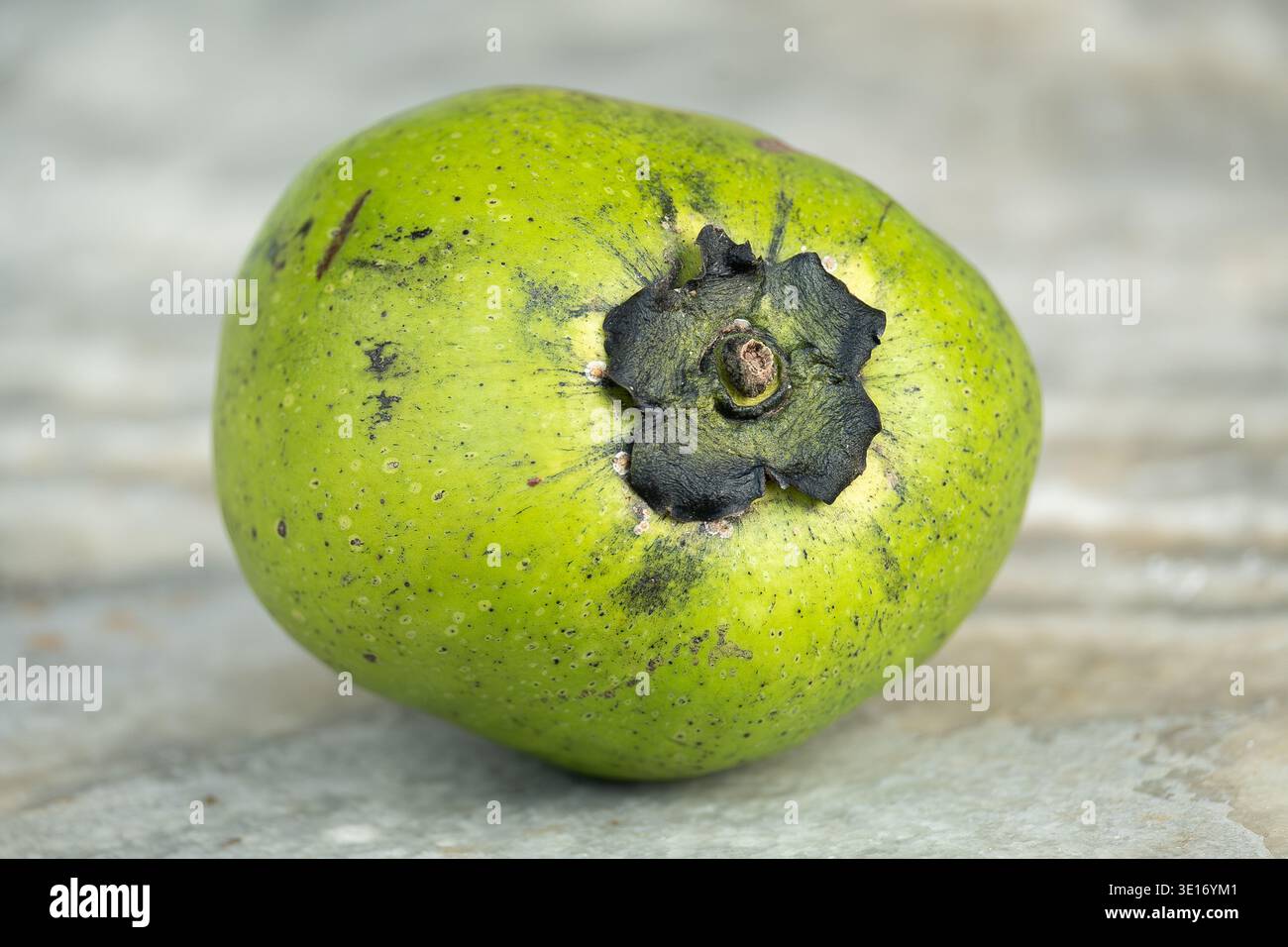 Singolo, intero, con buccia verde, maturo, budino di cioccolato, Black Sapote, Diospyros Nigra. Originario dell'America centrale, coltivato nel giardino australiano. Foto Stock