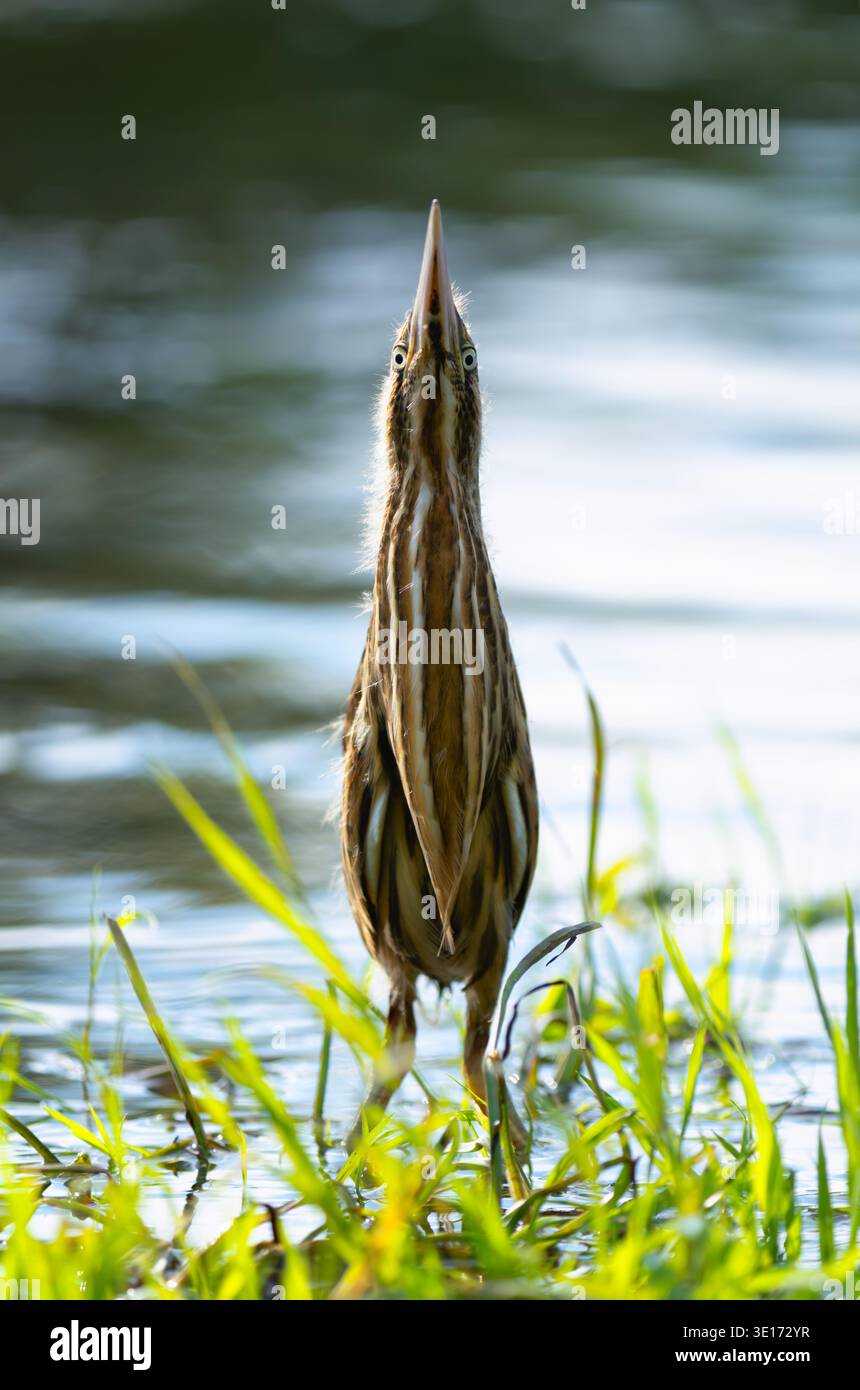 Uccello Bittern in posa caratteristica con becco rivolto verso l'alto sullo sfondo dell'acqua Foto Stock