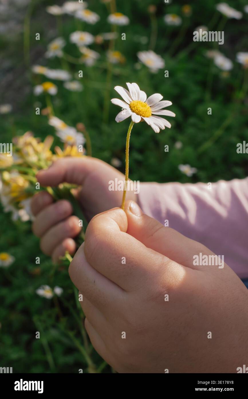 le mani del bambino reggono delicatamente un delicato fiore a margherita: tenera interazione con la natura Foto Stock