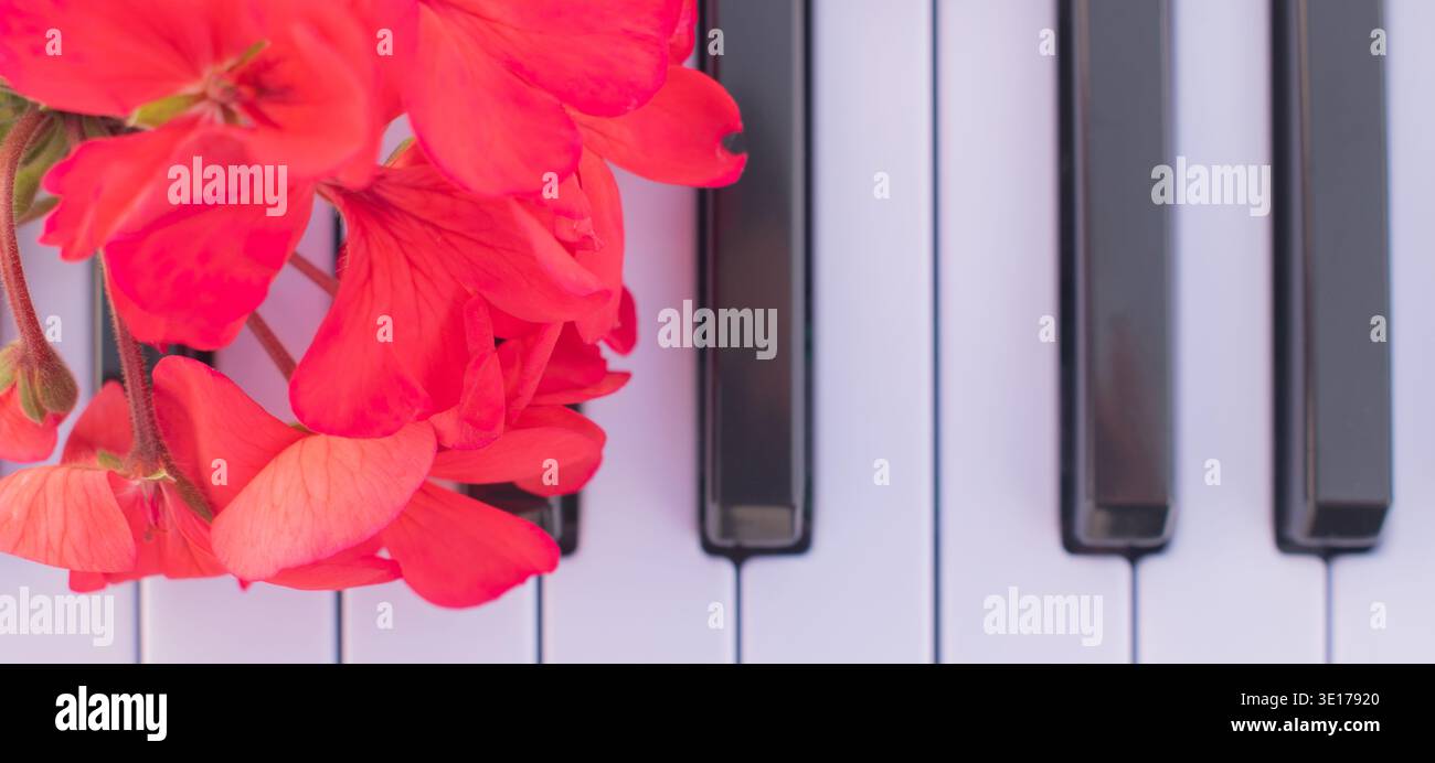 Vista dall'alto dei fiori di geranio rosso che giacciono sui tasti del pianoforte bianco e nero, macro shot ravvicinato, composizione musicale minimalista con elementi floreali Foto Stock
