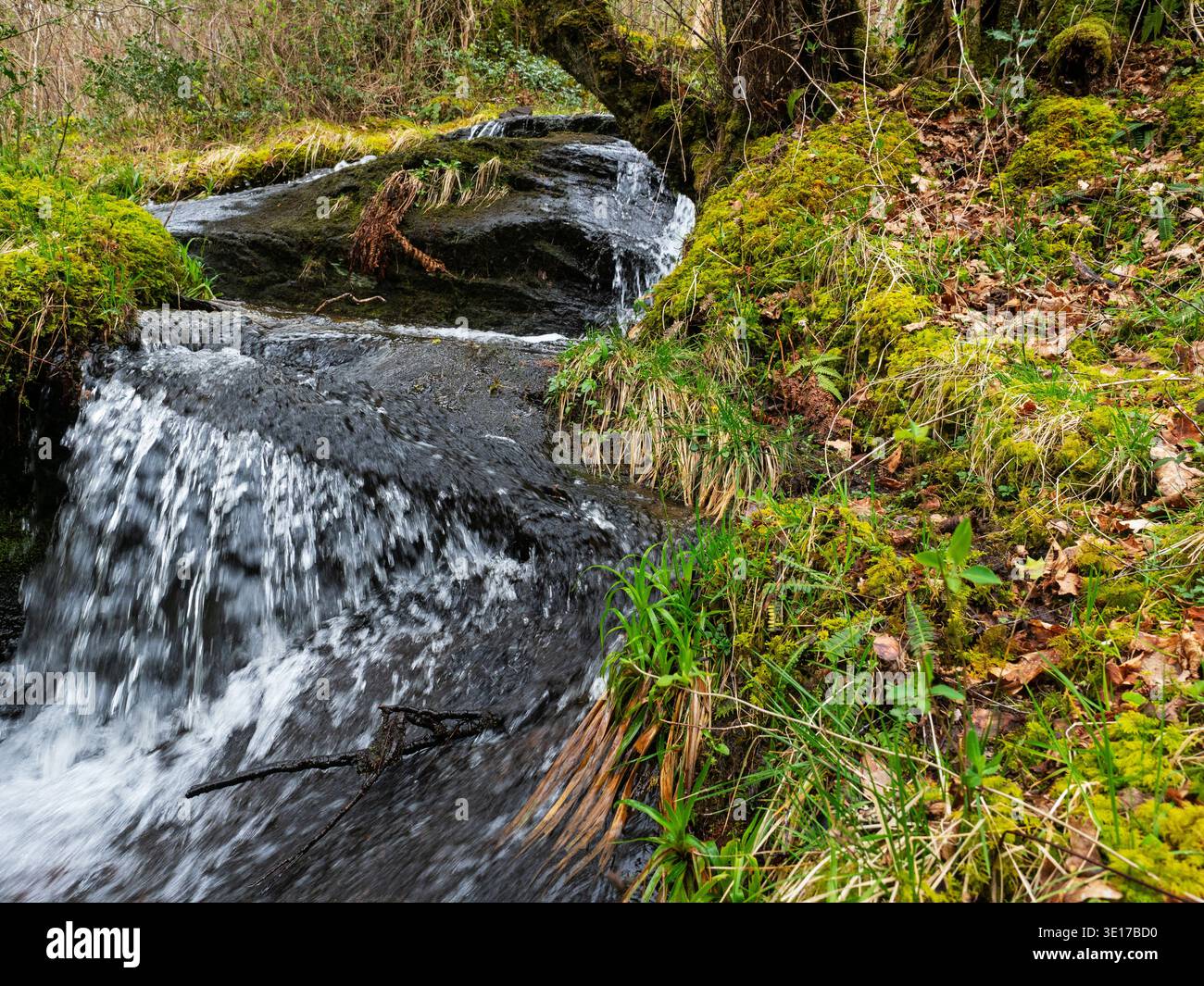 Gorge of the Cascades Glasdrum Wood National Nature Reserve, sulle pendici di Beinn Churalain accanto a Loch Creran, Argyll e Bute, Scozia, Regno Unito, aprile Foto Stock