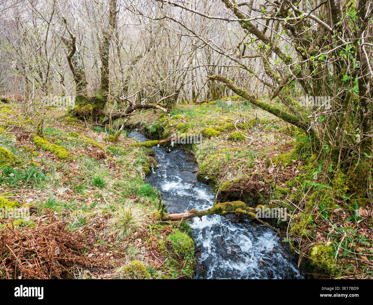 Piccolo torrente che attraversa l'antica foresta pluviale atlantica, la Glasdrum Wood National Nature Reserve, sulle pendici di Beinn Churalain accanto al Loch Creran, Foto Stock
