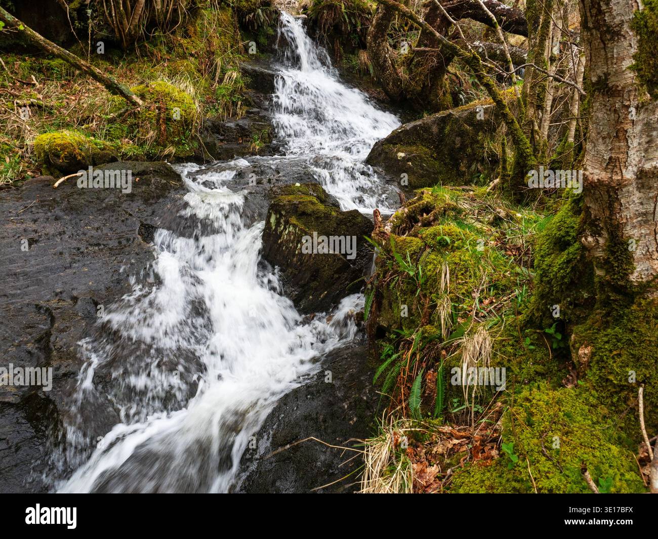Piccolo torrente e cascata nell'antica foresta pluviale atlantica, la Glasdrum Wood National Nature Reserve, accanto al Loch Creran sulle pendici di Beinn Churalain, Foto Stock