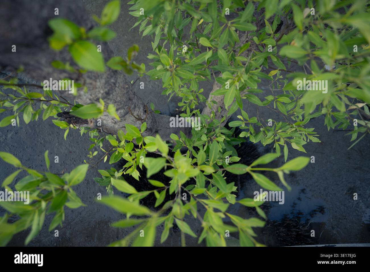 Vista dall'alto dell'albero di mangrovie con foglie verdi fresche che crescono nelle zone umide costiere. Ecosistema del carbonio blu, conservazione della biodiversità e natura basata c Foto Stock