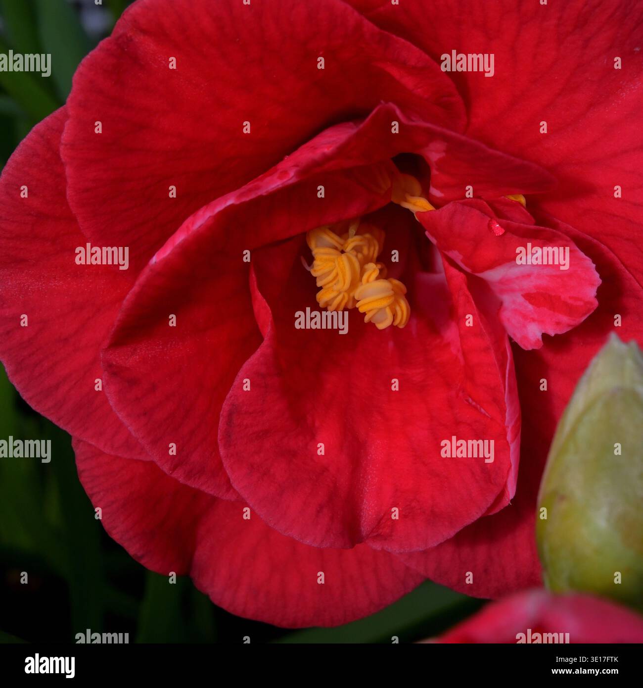 Primo piano di una camelia rossa con petali rossi brillanti e spiccati stami gialli. Foto Stock