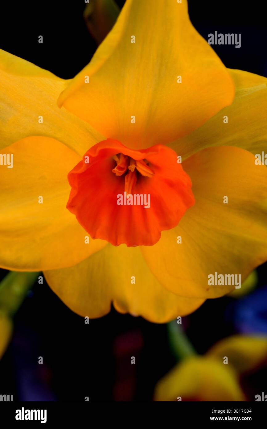 Primo piano di un narcidio bicolore con petali gialli pallidi e una frizzante tazza arancione con stigma e Anther Foto Stock