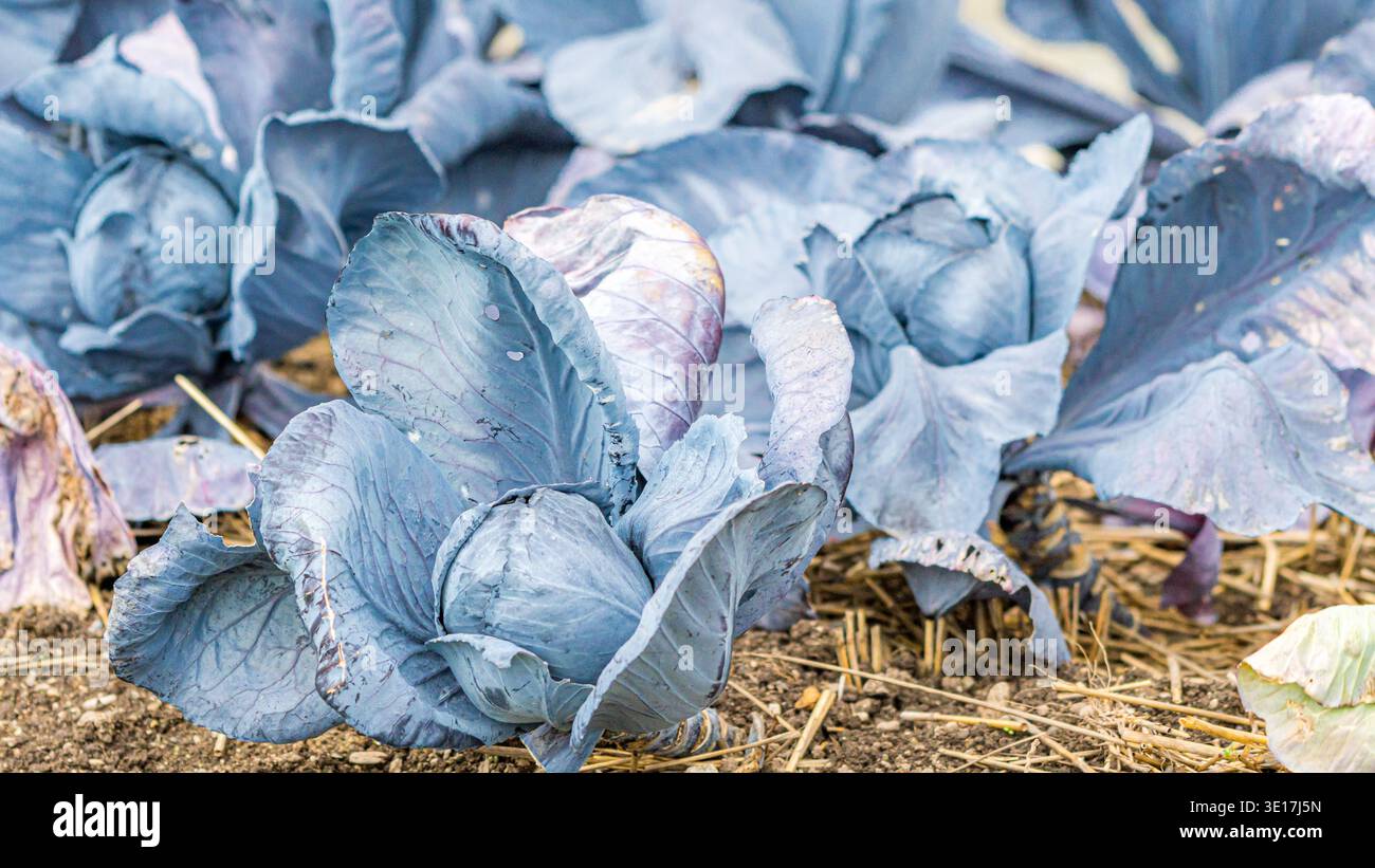 Una vivace collezione di cavoli blu maturi che prosperano in un giardino fertile. Le foglie lussureggianti e i colori ricchi mettono in risalto la salute e l'abbondanza di questo s Foto Stock