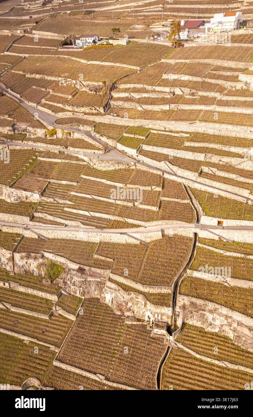 Vista aerea dei vigneti terrazzati di Lavaux in Svizzera durante l'autunno. I motivi geometrici dei vigneti vicino a Vevey offrono un terreno meraviglioso Foto Stock