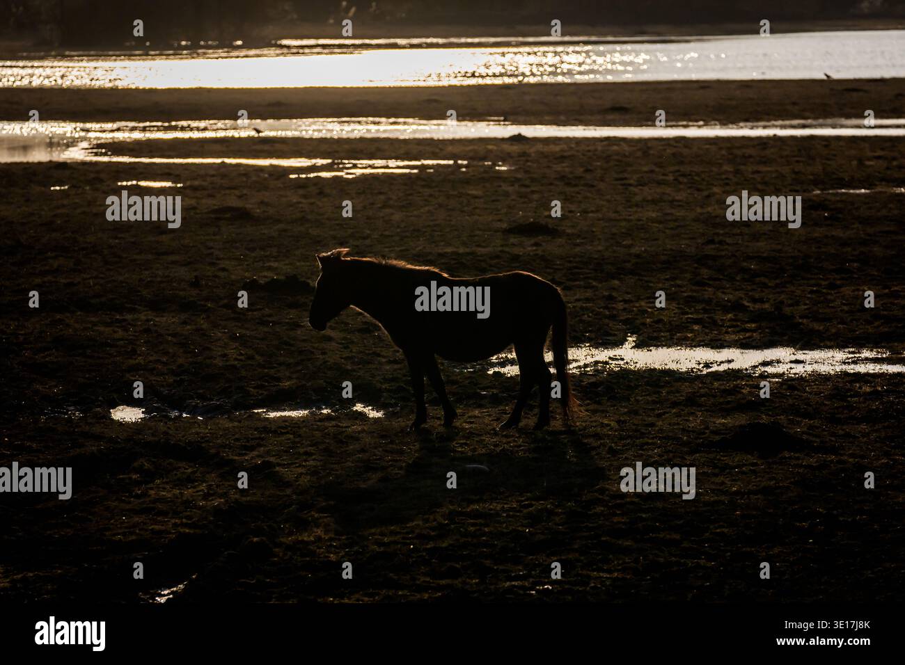 Profilo selvaggio del cavallo al tramonto: Una spettacolare silhouette di un cavallo Konik selvaggio in piedi in un prato allagato durante il tramonto, con una tranquilla landsca sul fiume Foto Stock