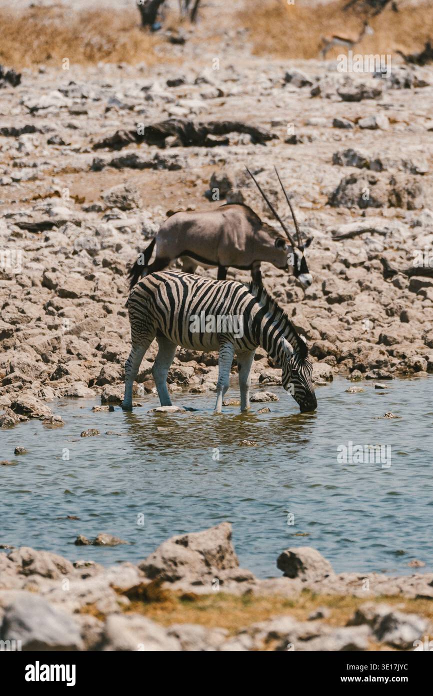 Una zebra e un orice condividono un momento tranquillo in una pozza d'acqua nel Parco Nazionale di Etosha, Namibia. Questo arido paesaggio è un paradiso per la fauna selvatica e offre Foto Stock