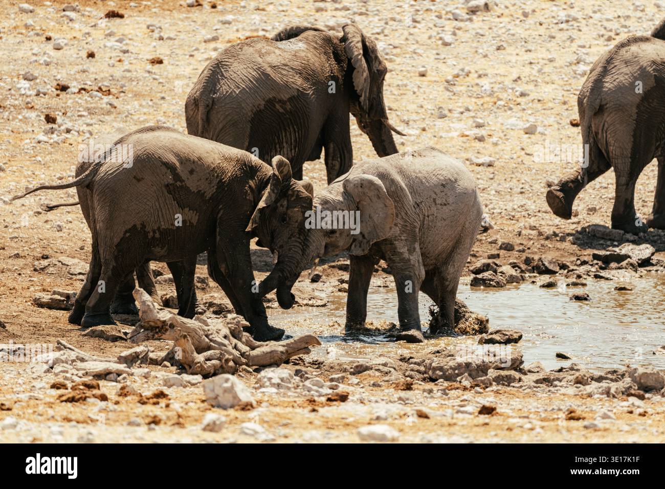 Un gruppo di elefanti si impegna in un'interazione sociale attraverso una sorgente nel Parco Etosha, in Namibia. Questa foto cattura l'essenza della fauna selvatica africana al suo interno Foto Stock