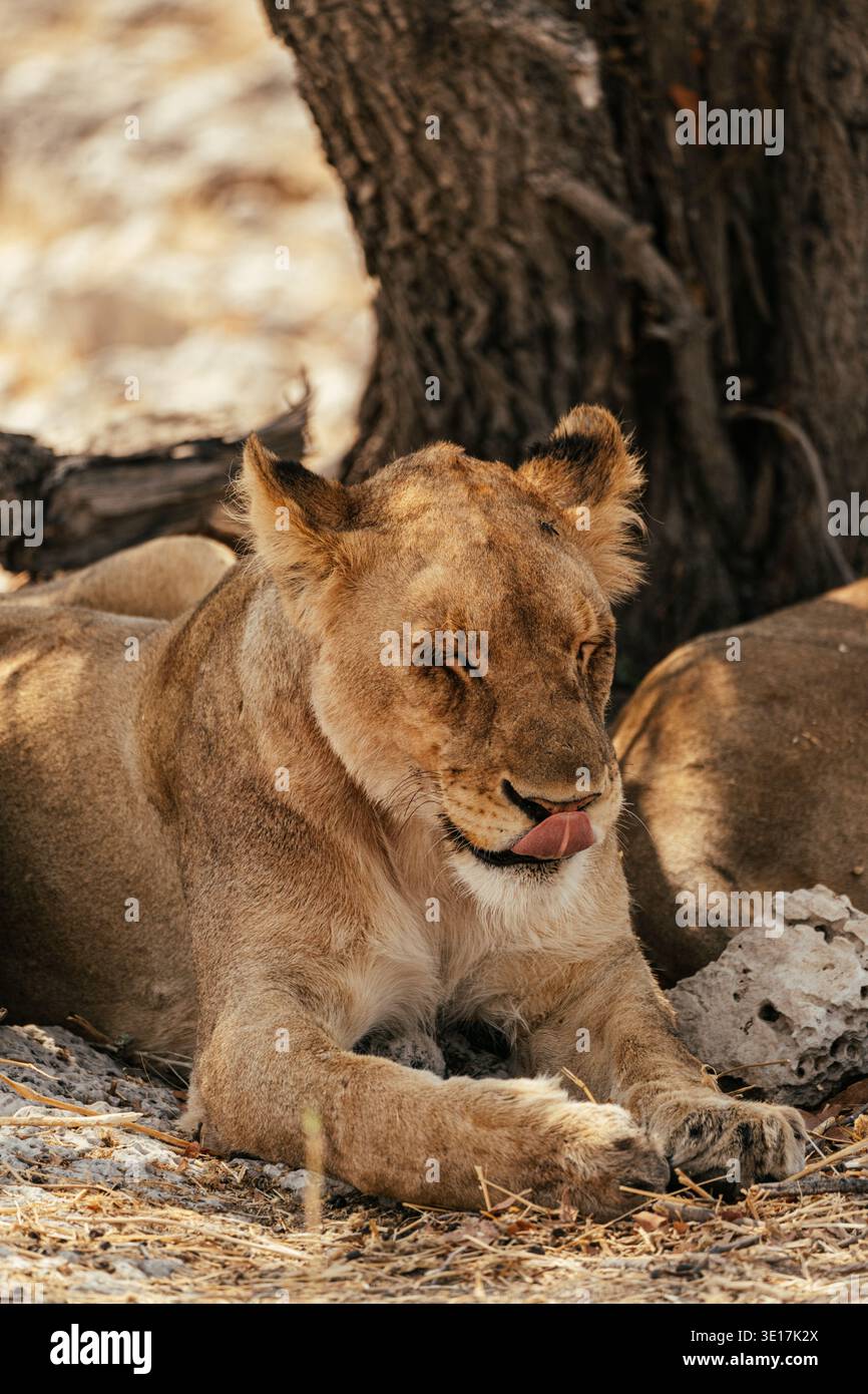 Una leonessa maestosa riposa pacificamente sotto un albero nel Parco Nazionale di Etosha, Namibia. Catturata durante un safari in Africa, l'immagine mostra la fauna selvatica nel suo Foto Stock