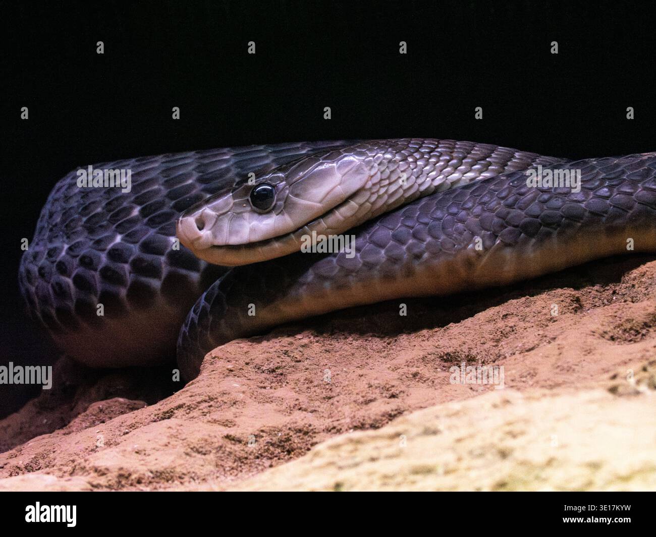 Ritratto ravvicinato di un cobra reale appoggiato su una superficie rocciosa, che mostra il suo complesso motivo in scala e lo sguardo intenso. Il serpente è evidenziato agains Foto Stock