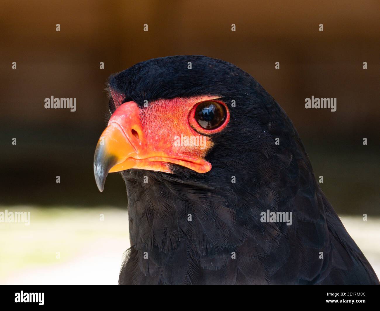Ritratto ravvicinato di un'aquila bateleur che mostra la sua pelle del viso di rosso vivo e gli occhi intensi. Le potenti funzioni e l'audace piumaggio mettono in risalto l'aquila Foto Stock