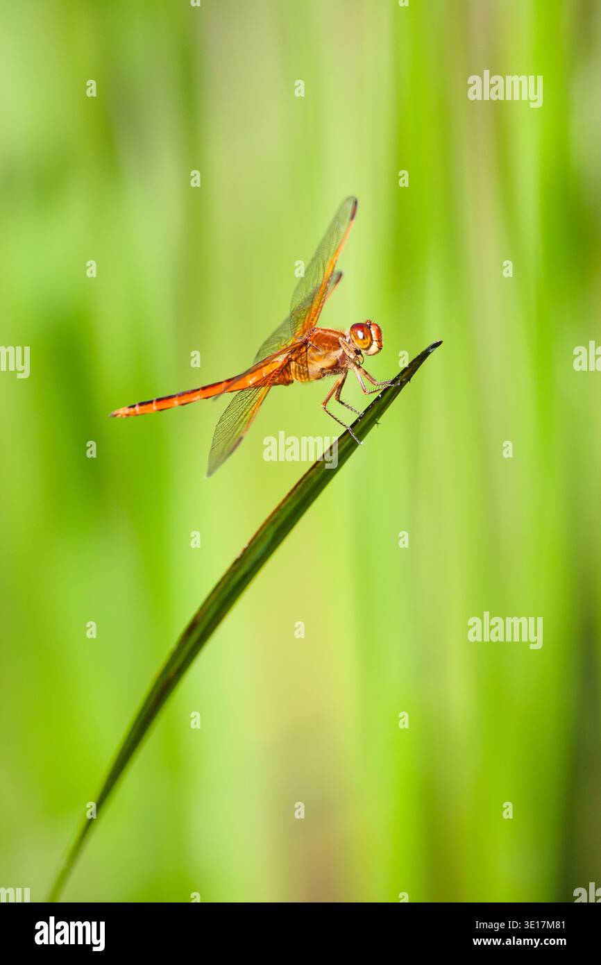 La vivace libellula Needham's Skimmer, Libellula Needhami, si appoggia con grazia su una sottile foglia verde su uno sfondo naturale sfocato, che mostra i miei Foto Stock