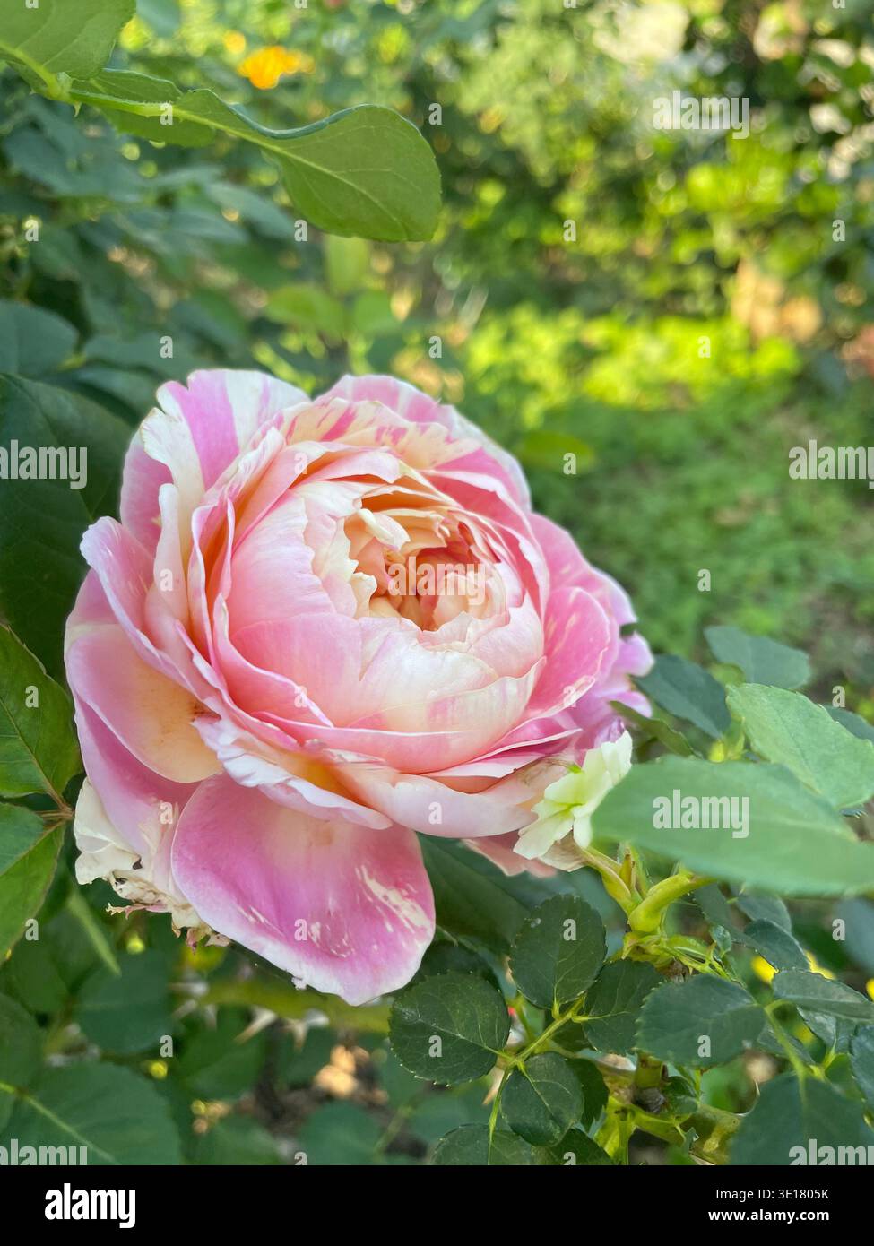 Primo piano di una rosa inglese rosa bicolor e crema in fiore circondata da foglie verdi lussureggianti in un giardino soleggiato. - Immagine stock catturata con smartphone