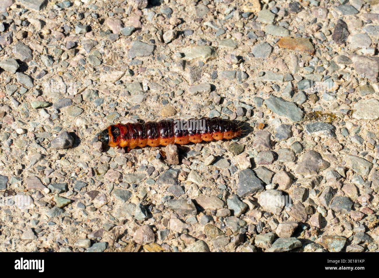 Weidenbohrer-Raupe (cossus cossus) auf steinigem Weg – Makroaufnahme a natürlicher Umgebung Foto Stock