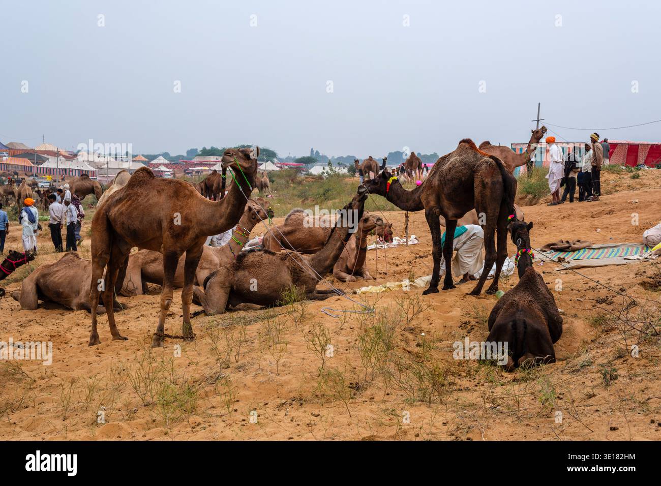 Diversi cammelli si stendono e riposano su un pendio sabbioso presso la Fiera dei cammelli di Pushkar, la Fiera di Pushkar, mentre persone e tende si radunano in lontananza. Foto Stock