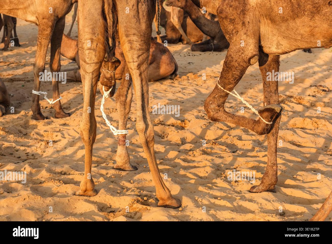 I cammelli della Fiera dei cammelli di Pushkar hanno le gambe anteriori legate con corde per evitare che vadano via sulla sabbia. Foto Stock