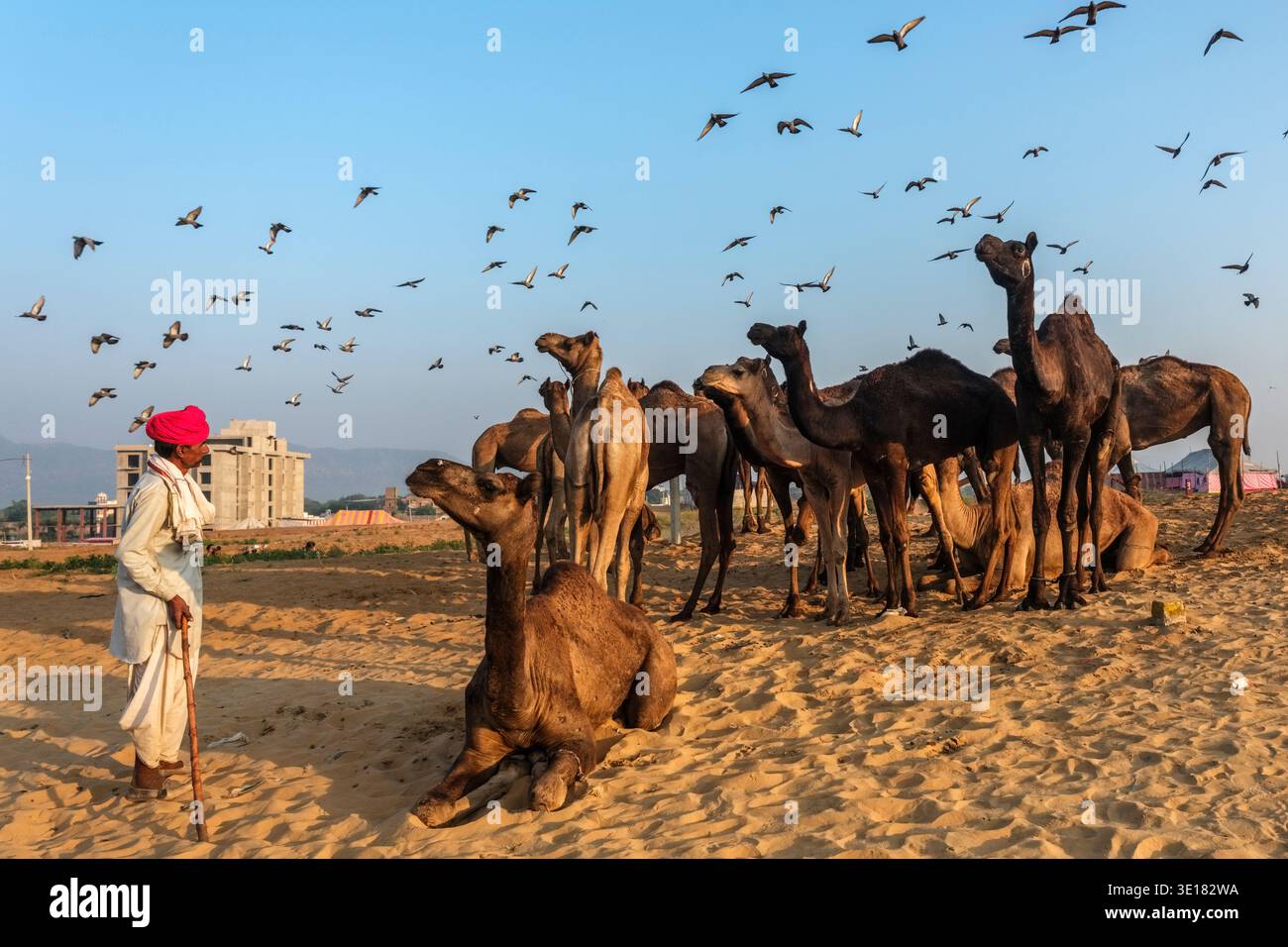 Un uomo in un turbante rosa si trova accanto a una mandria di cammelli alla Fiera dei cammelli di Pushkar, alla Fiera di Pushkar, mentre uno stormo di uccelli vola attraverso il cielo. Foto Stock