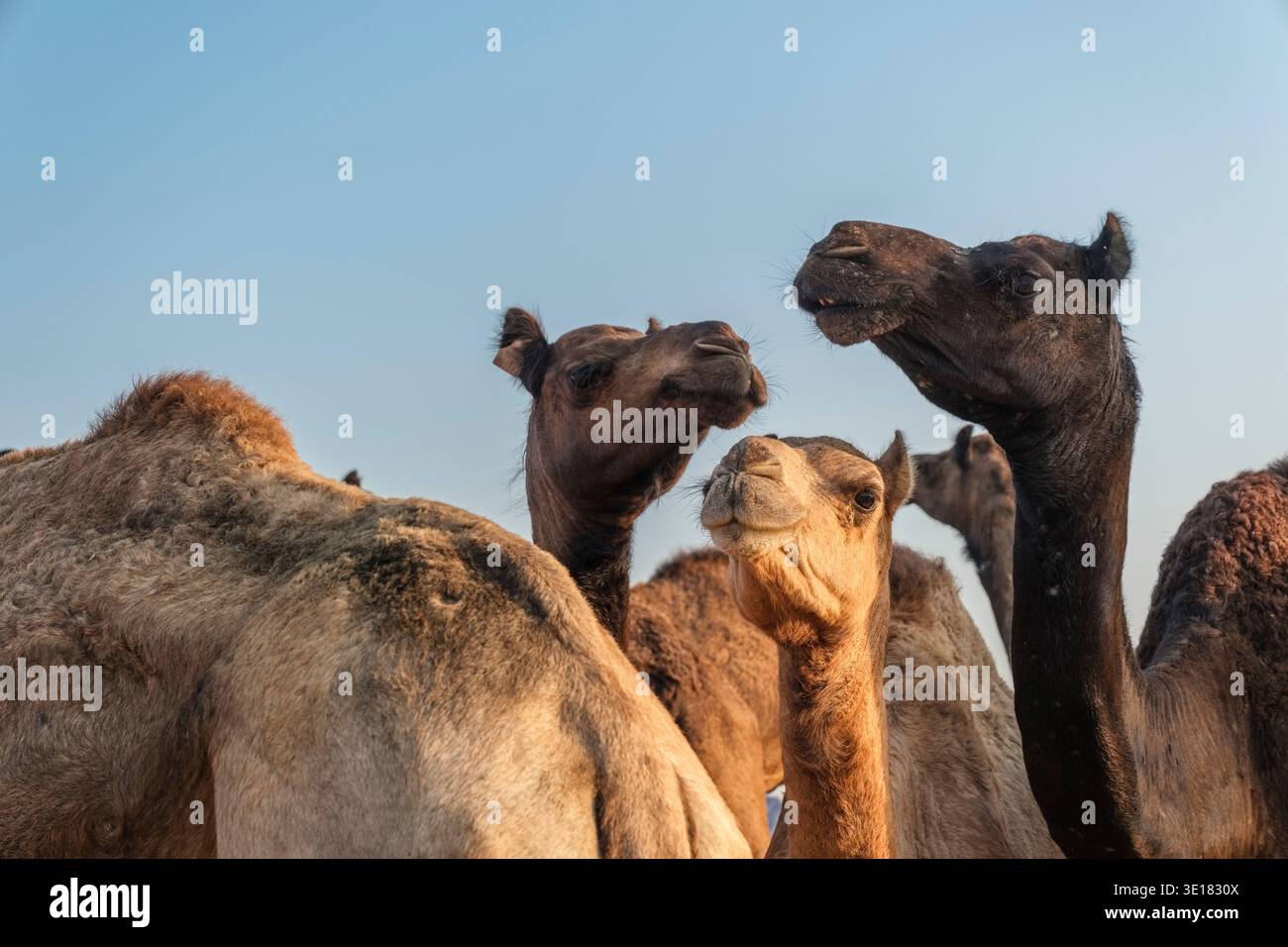 Vista a basso angolo di tre cammelli che guardano in direzioni diverse alla Fiera dei cammelli di Pushkar, alla Fiera di Pushkar, sotto un cielo blu chiaro e luminoso. Foto Stock