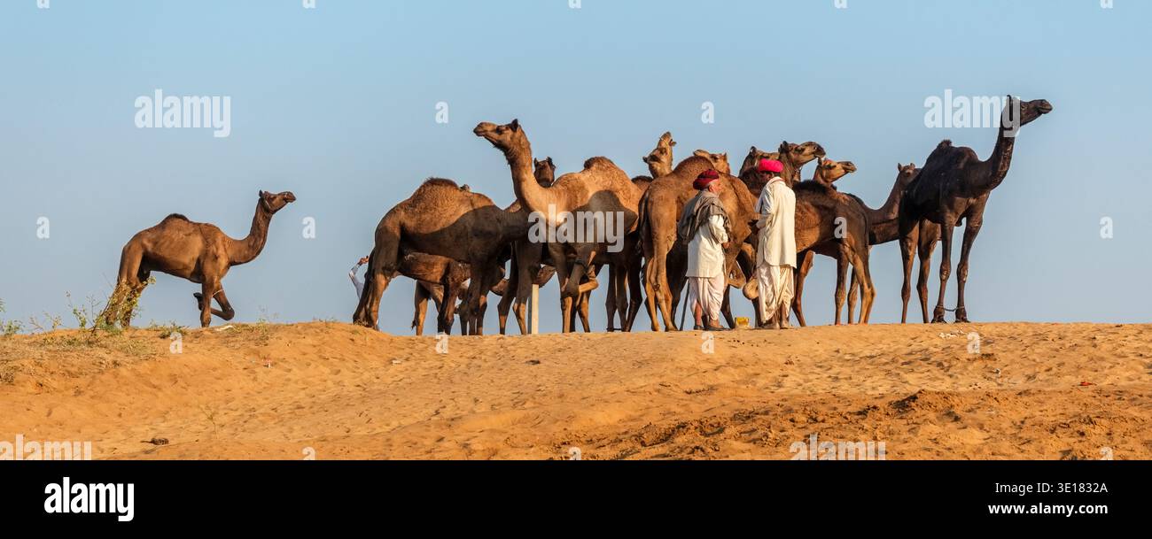 Gli uomini in abbigliamento tradizionale si trovano tra un gruppo di cammelli su una cresta sabbiosa presso la Fiera dei cammelli di Pushkar a Pushkar, sotto un cielo azzurro. Foto Stock