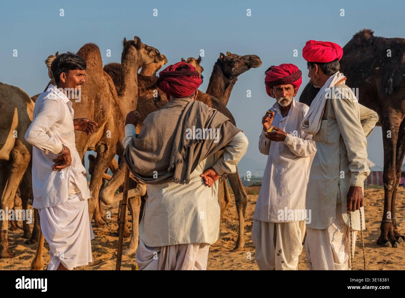 Gli uomini che indossano turbanti colorati parlano tra loro in mezzo a diversi cammelli alla Fiera dei cammelli di Pushkar a Pushkar durante i festeggiamenti annuali. Foto Stock