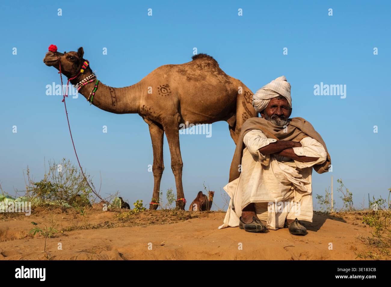 Un uomo siede sulla sabbia di fronte a un cammello con segni decorativi alla Fiera dei cammelli di Pushkar, mentre altri animali sono nelle vicinanze. Foto Stock