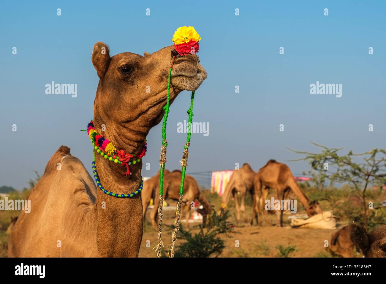 Un cammello con decorazioni colorate sulla testa e sul collo si erge alla Fiera dei cammelli di Pushkar a Pushkar, con altri animali in lontananza. Foto Stock