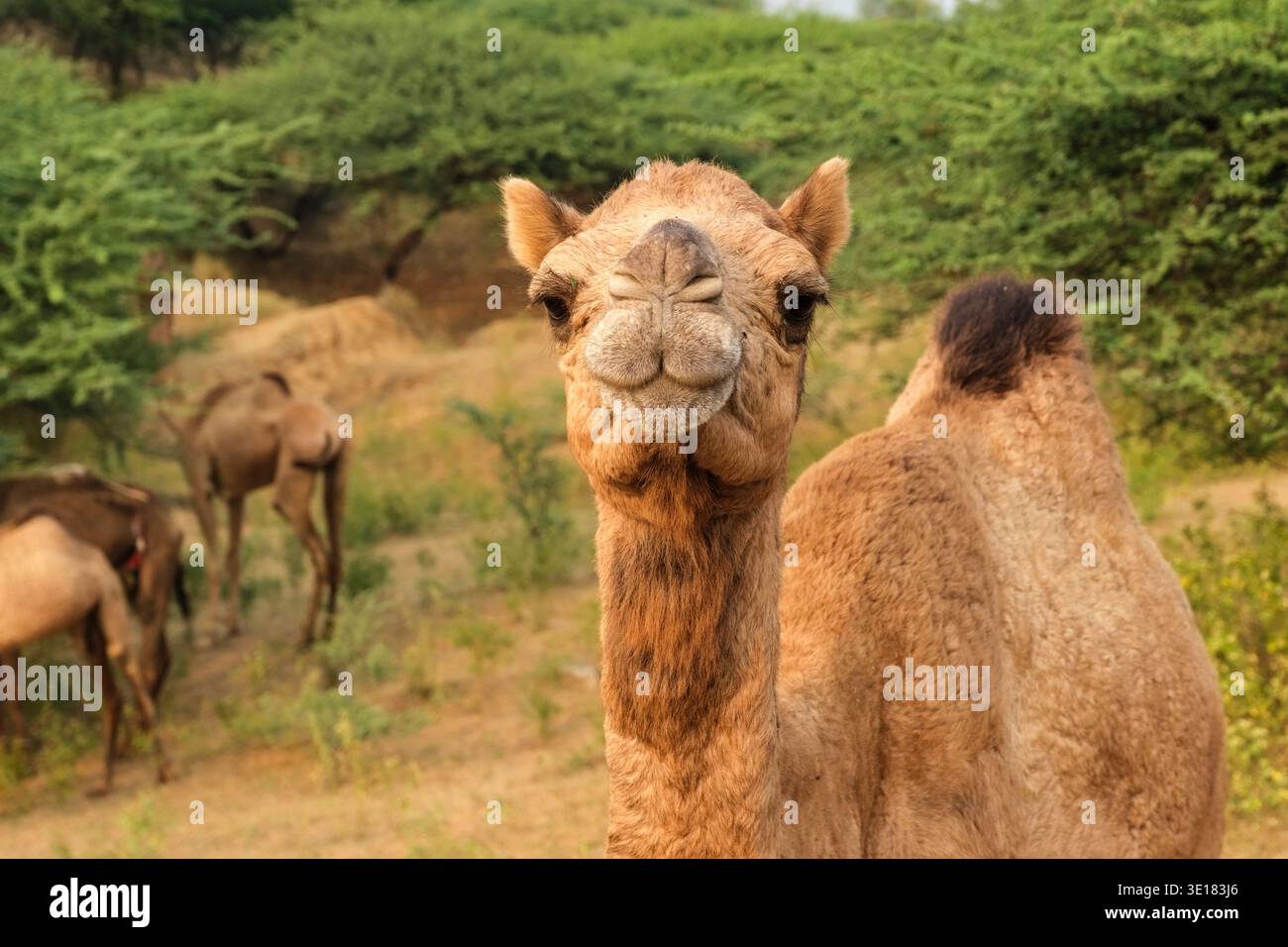 Un solo cammello guarda direttamente nell'obiettivo della Fiera dei cammelli di Pushkar, mentre altri animali pascolano tra i cespugli verdi in lontananza. Foto Stock