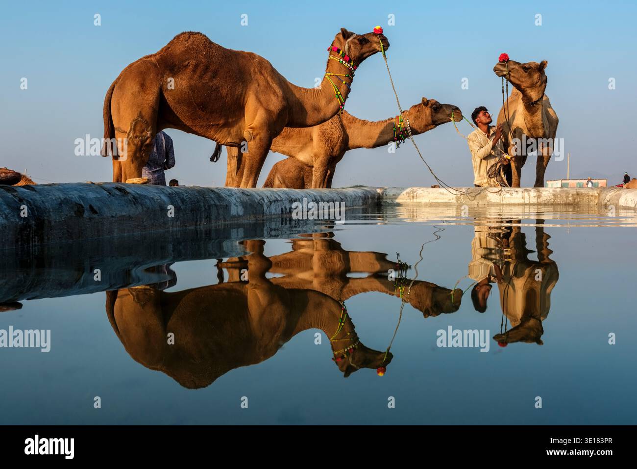I cammelli decorati si stagliano accanto a un canale d'acqua presso la Fiera dei cammelli di Pushkar, le loro forme si riflettono nella superficie ferma dell'acqua di raffreddamento. Foto Stock